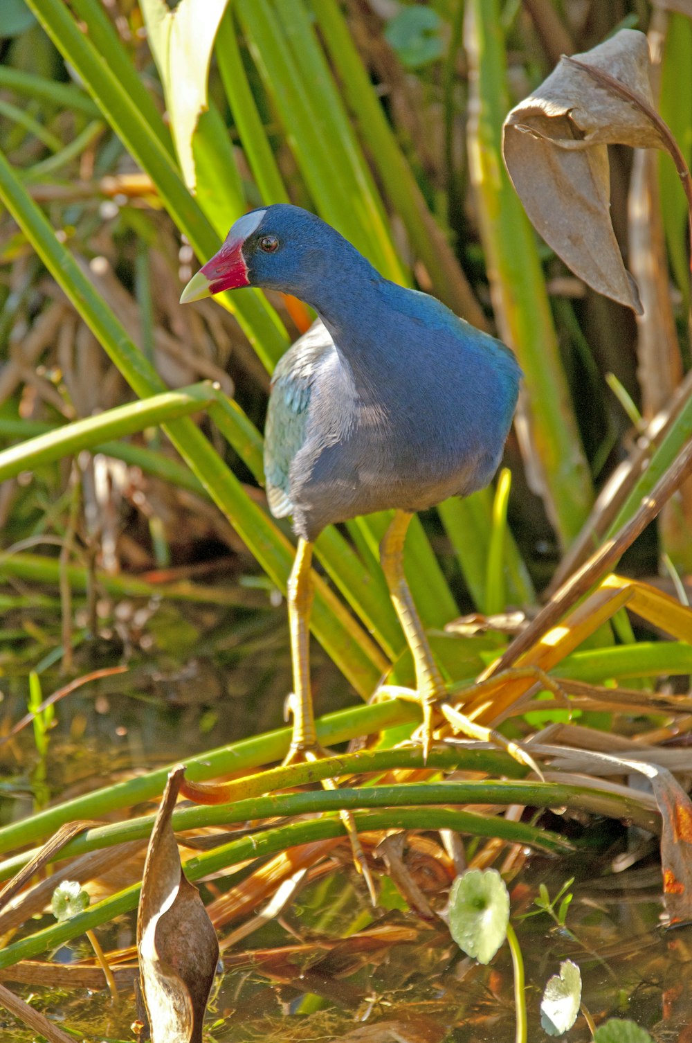 a blue bird standing on a branch in a swamp