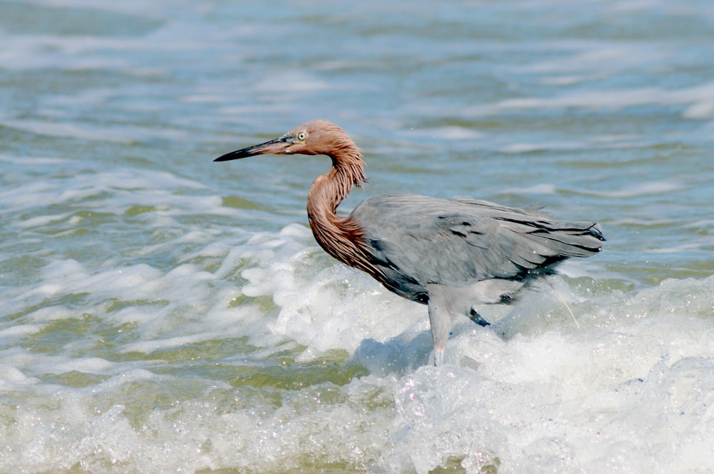 a bird is standing in the water at the beach