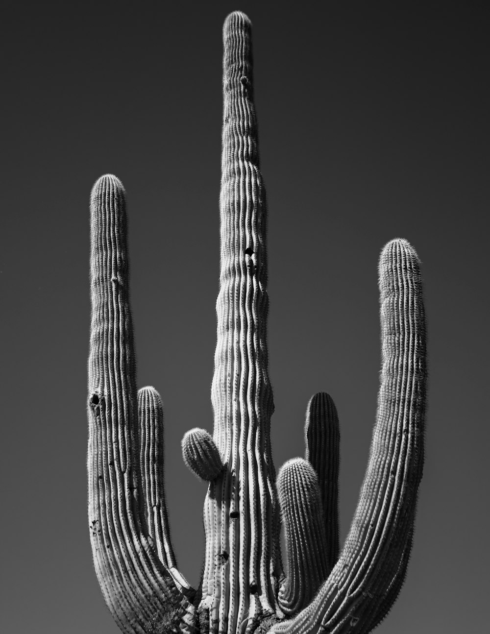 Une photo en noir et blanc d’un grand cactus