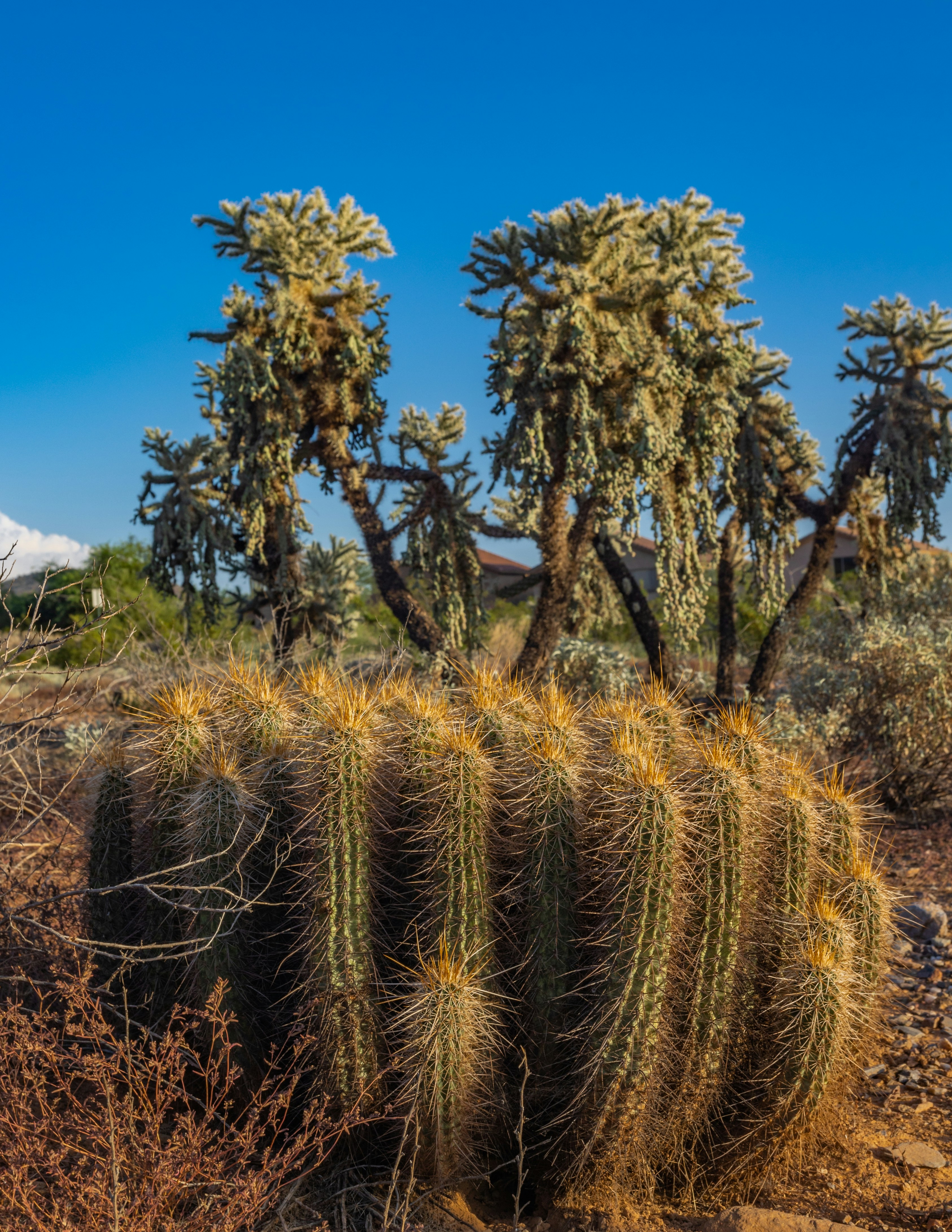 A group of cactus trees in the desert photo – Free Texture Image on ...