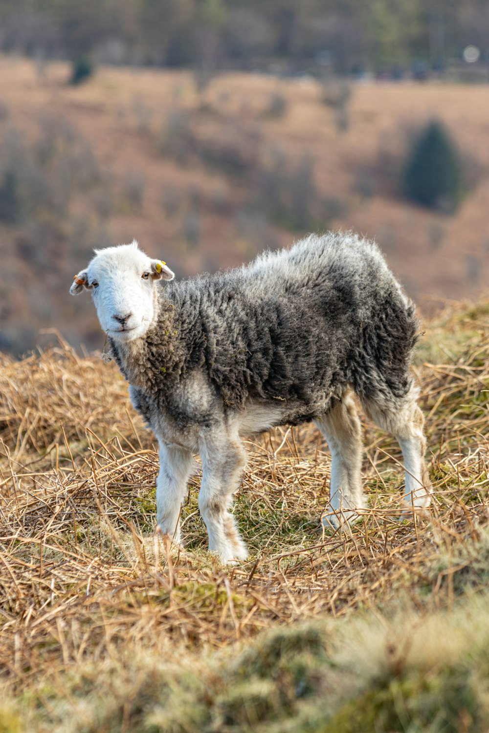 a sheep standing on top of a dry grass covered hillside