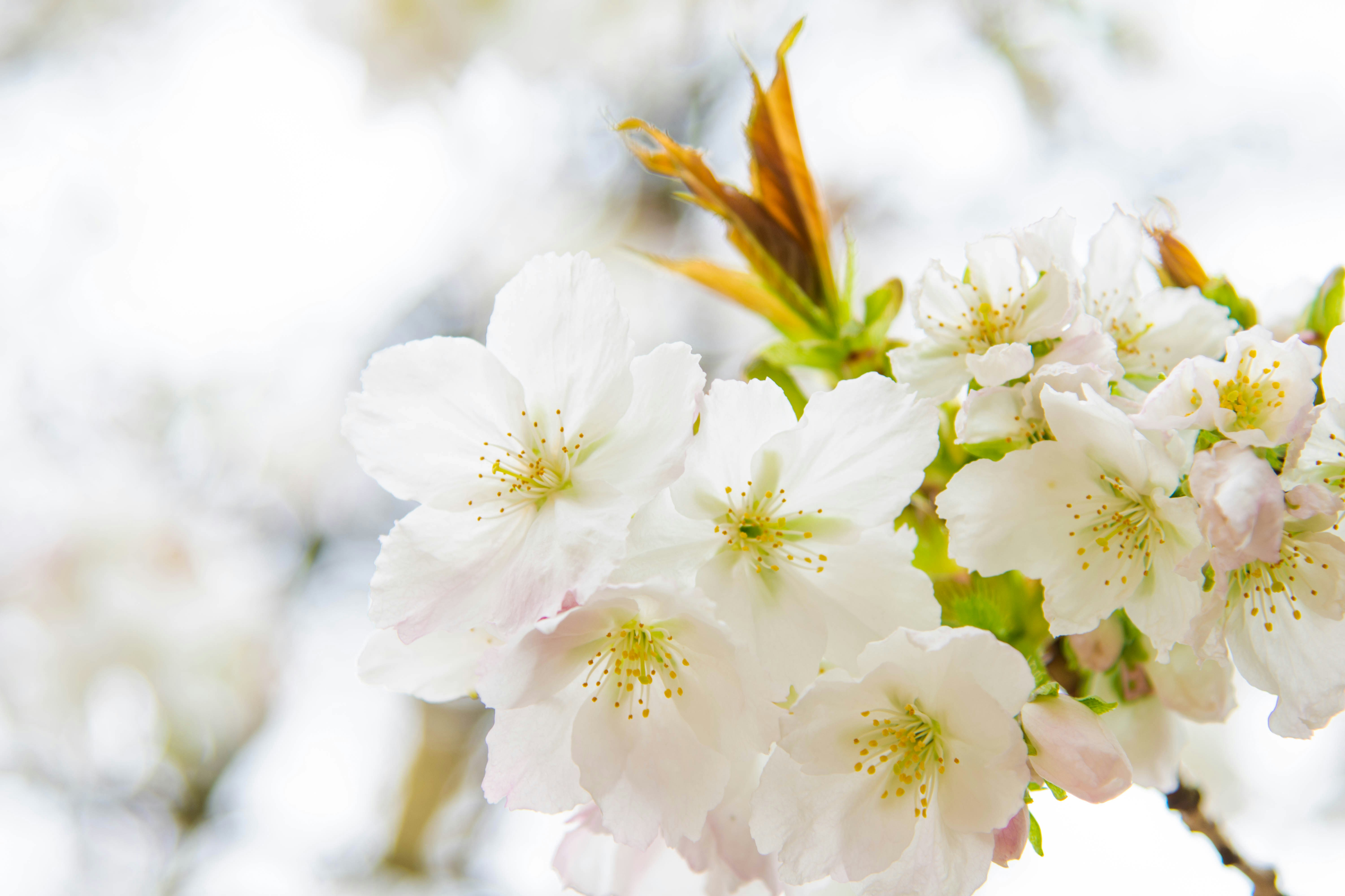 Photo by maplerockdesign