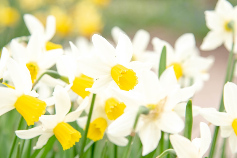 a bunch of white and yellow flowers in a field