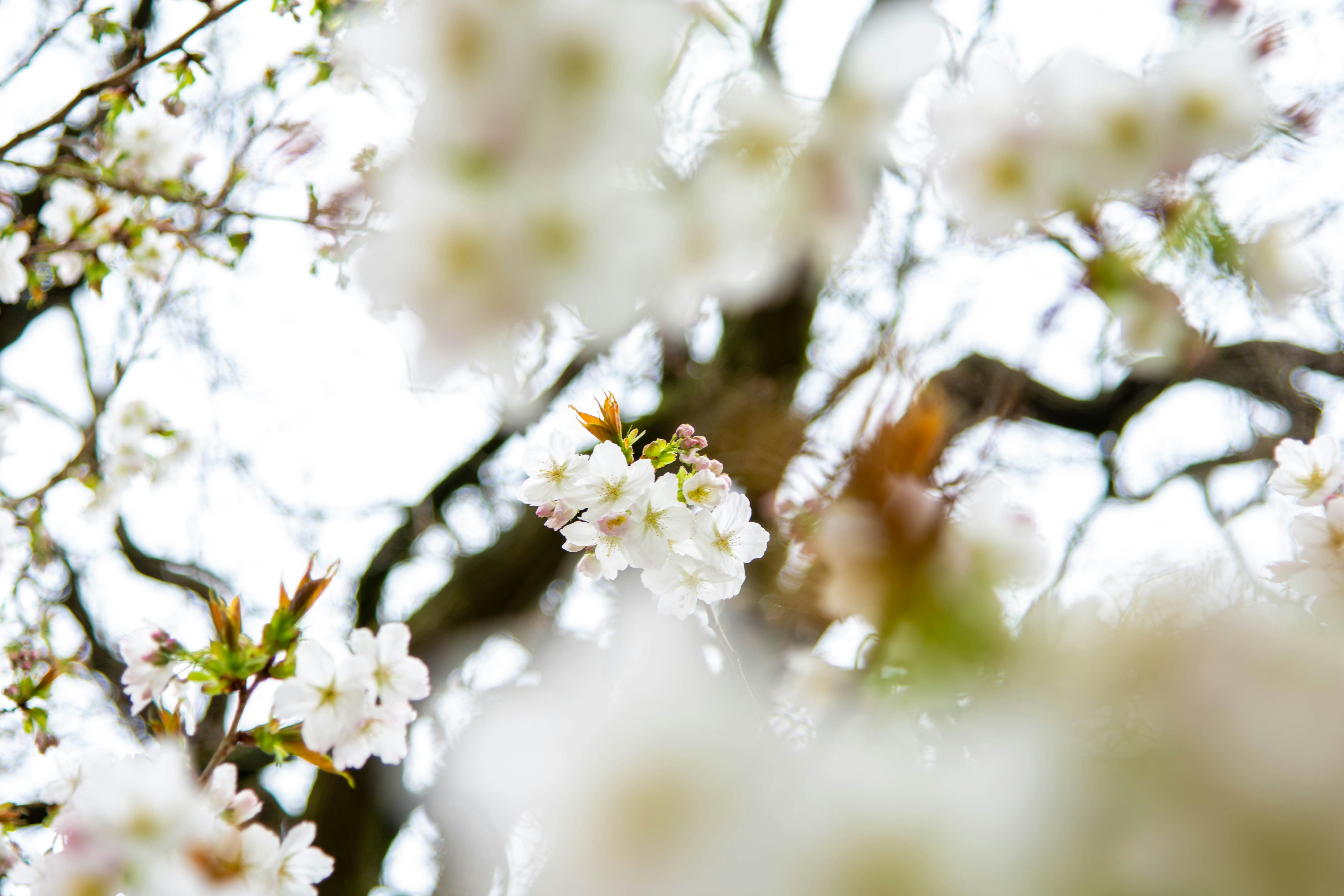 Photo by maplerockdesign