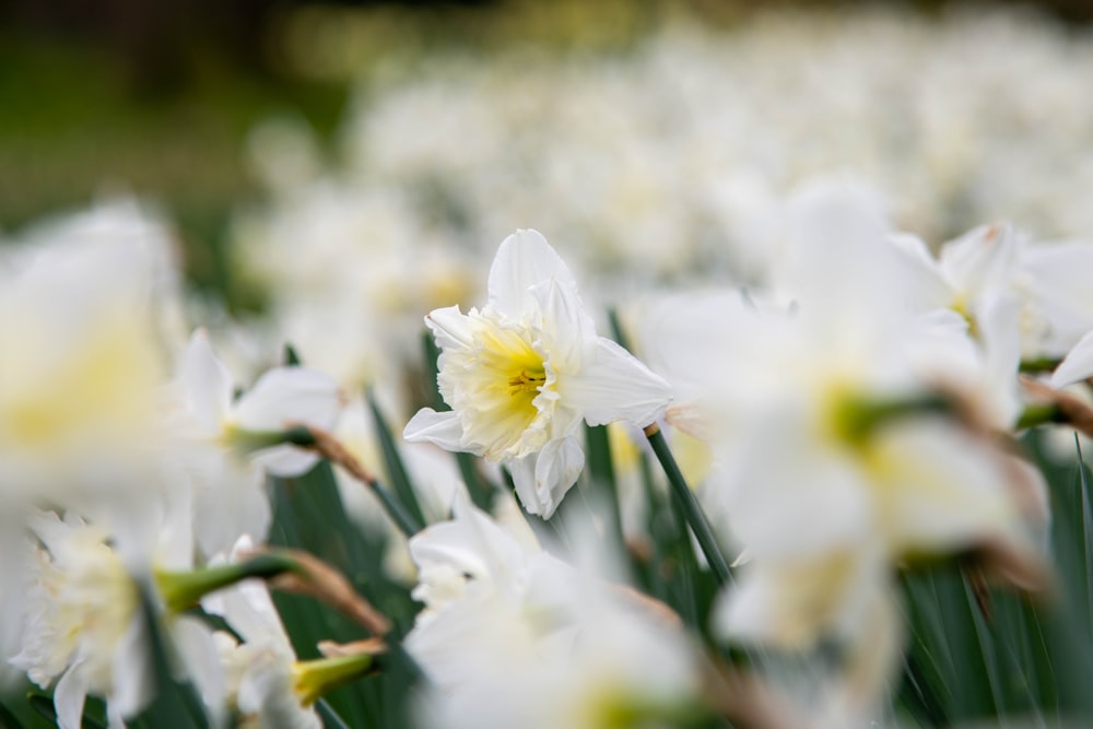 a field of white flowers with yellow centers