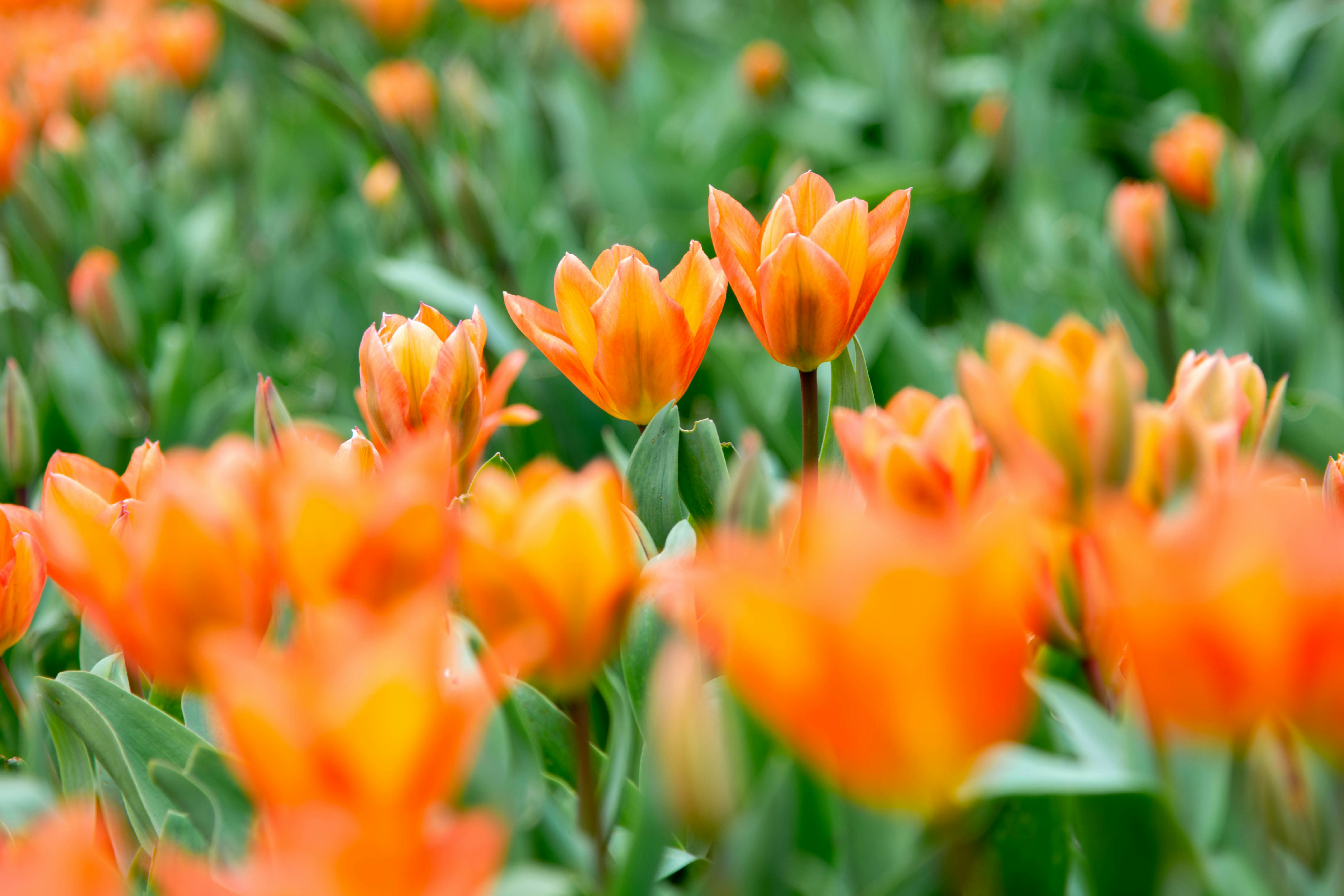 Photo by maplerockdesign