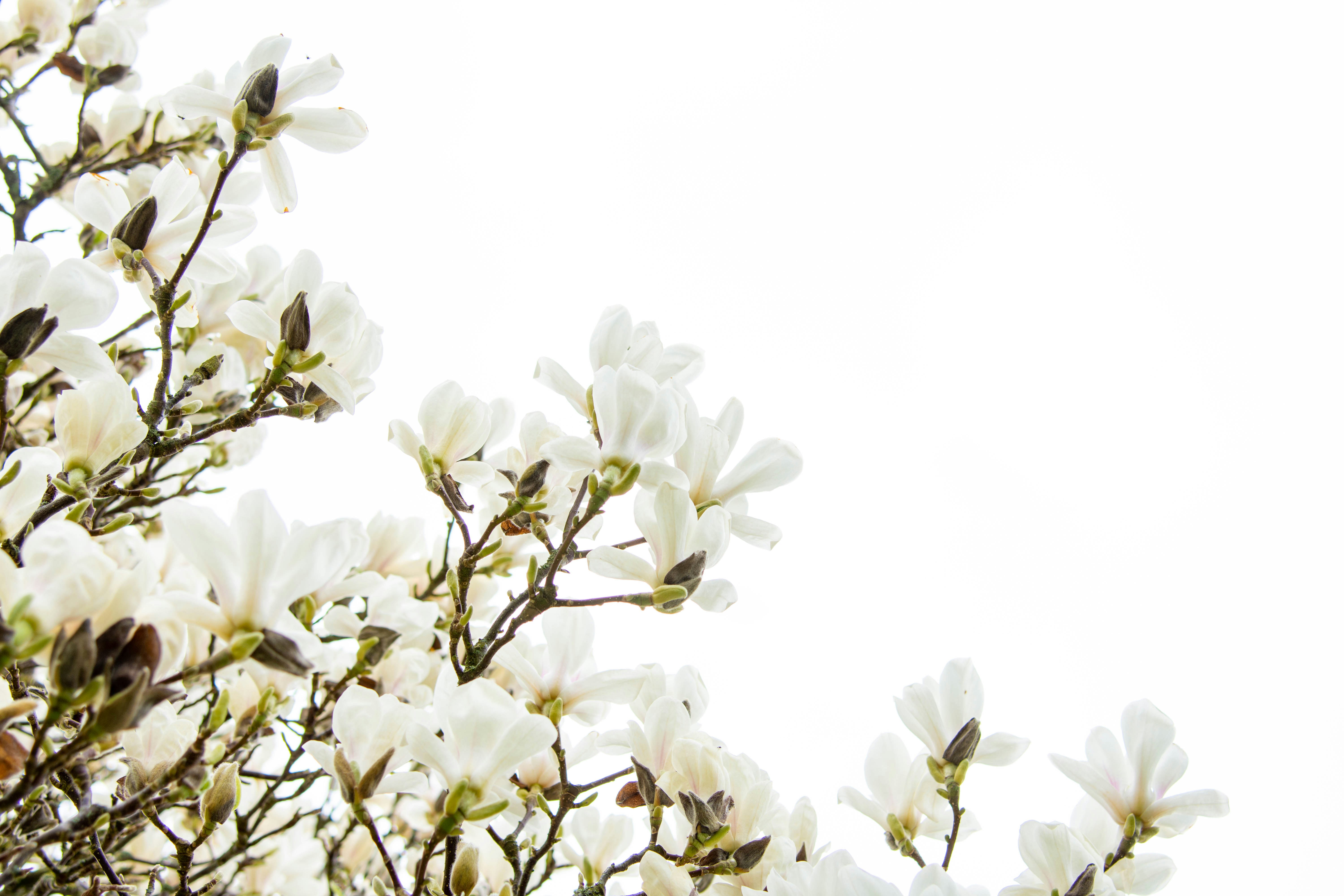 Photo by maplerockdesign