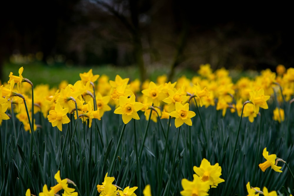 a field of yellow flowers with green grass