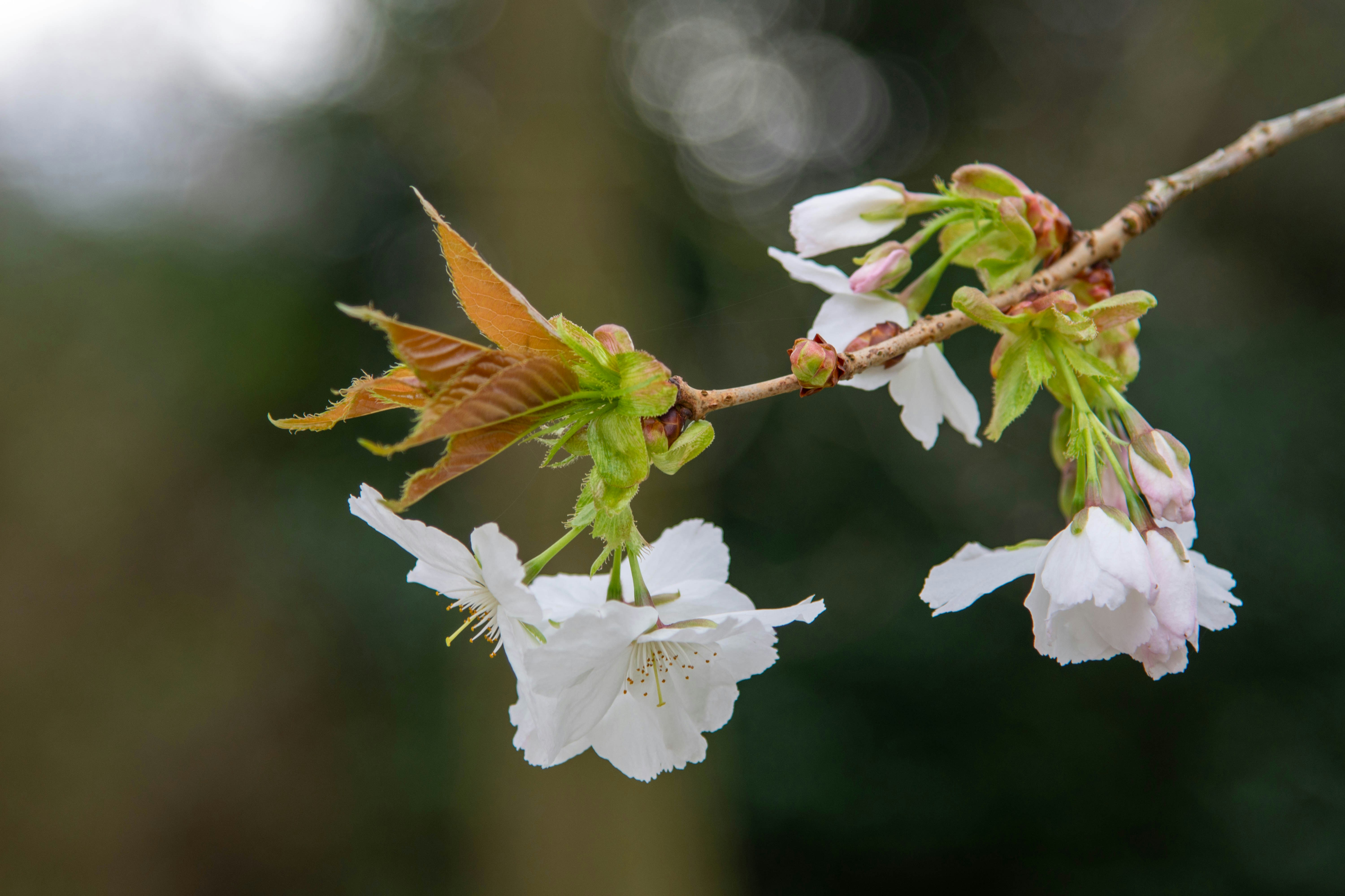 Photo by maplerockdesign