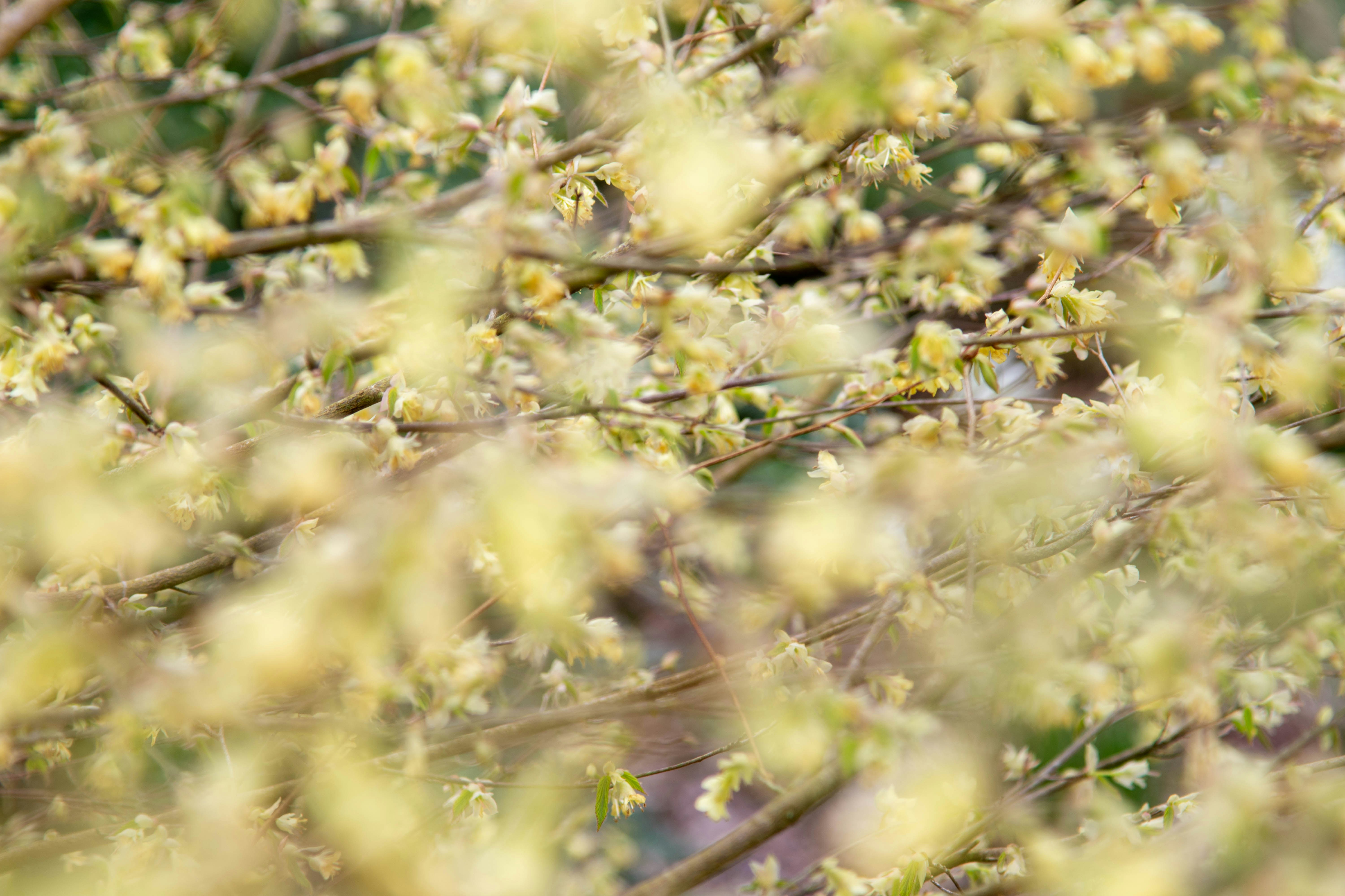 Photo by maplerockdesign