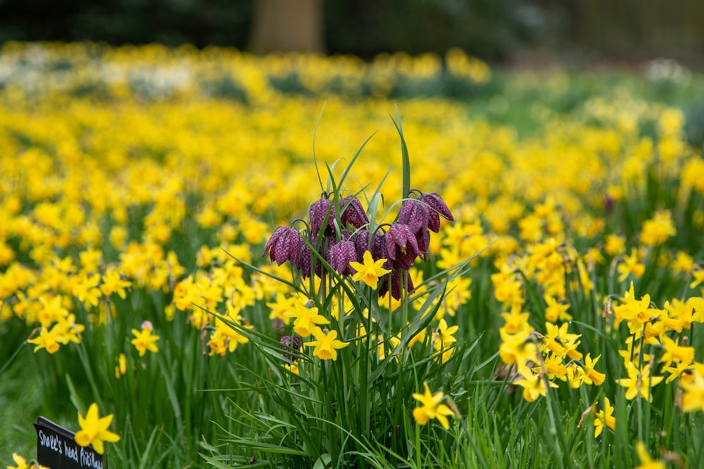 a vase of flowers sitting on top of a grass covered field