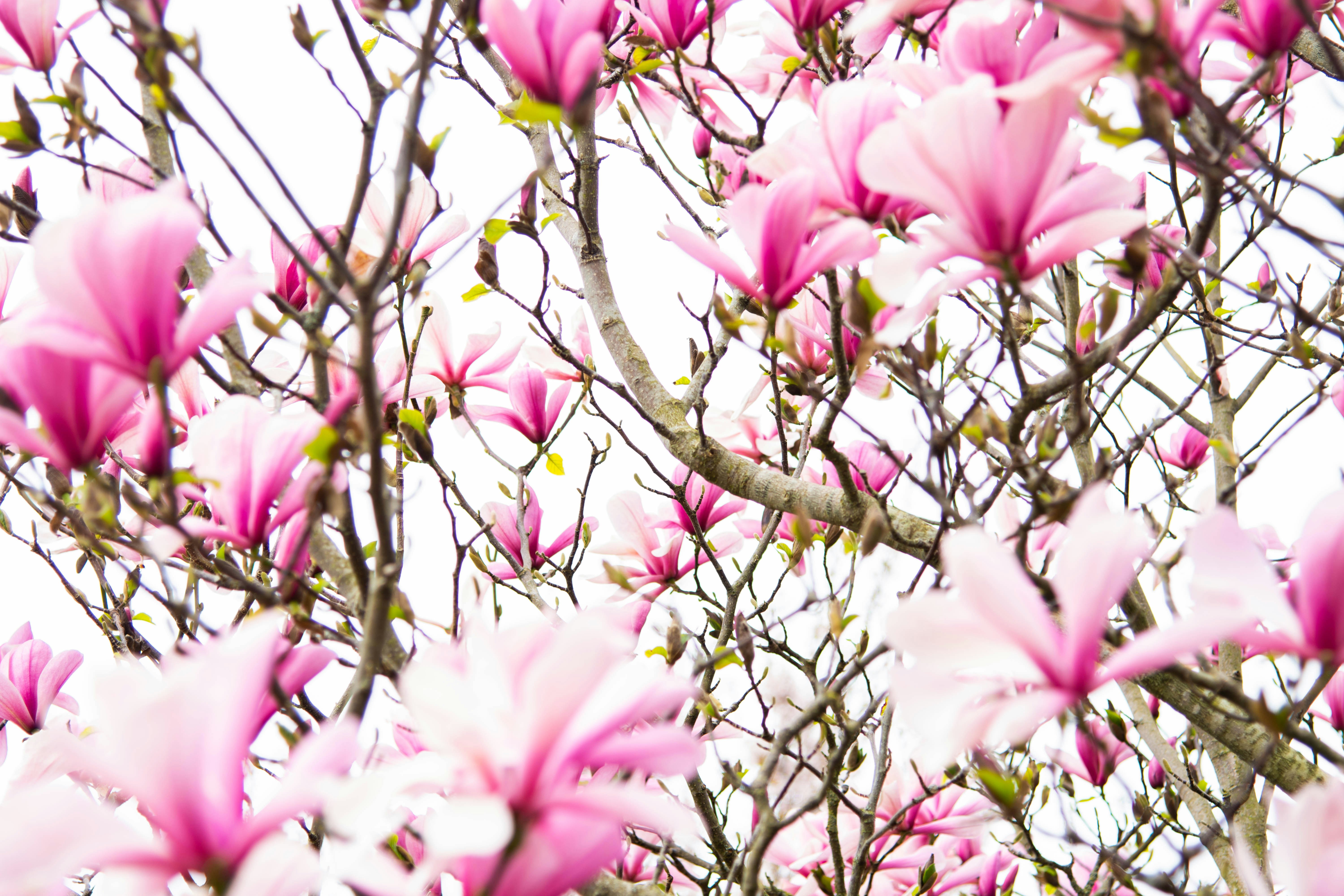 Photo by maplerockdesign