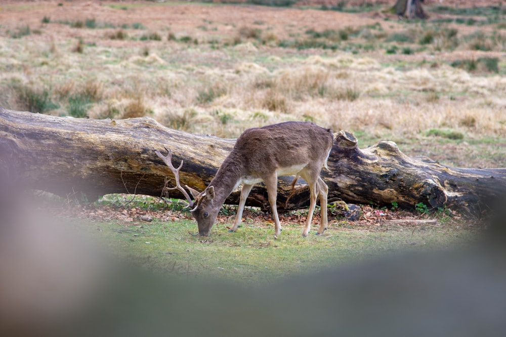 a deer eating grass next to a fallen tree