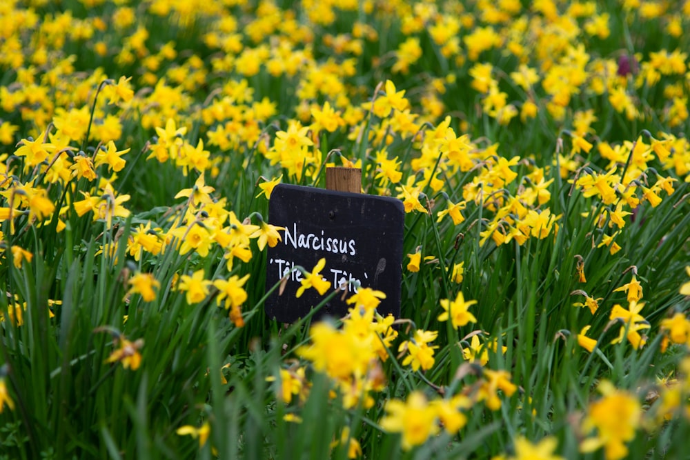 a field of yellow flowers with a sign in the middle