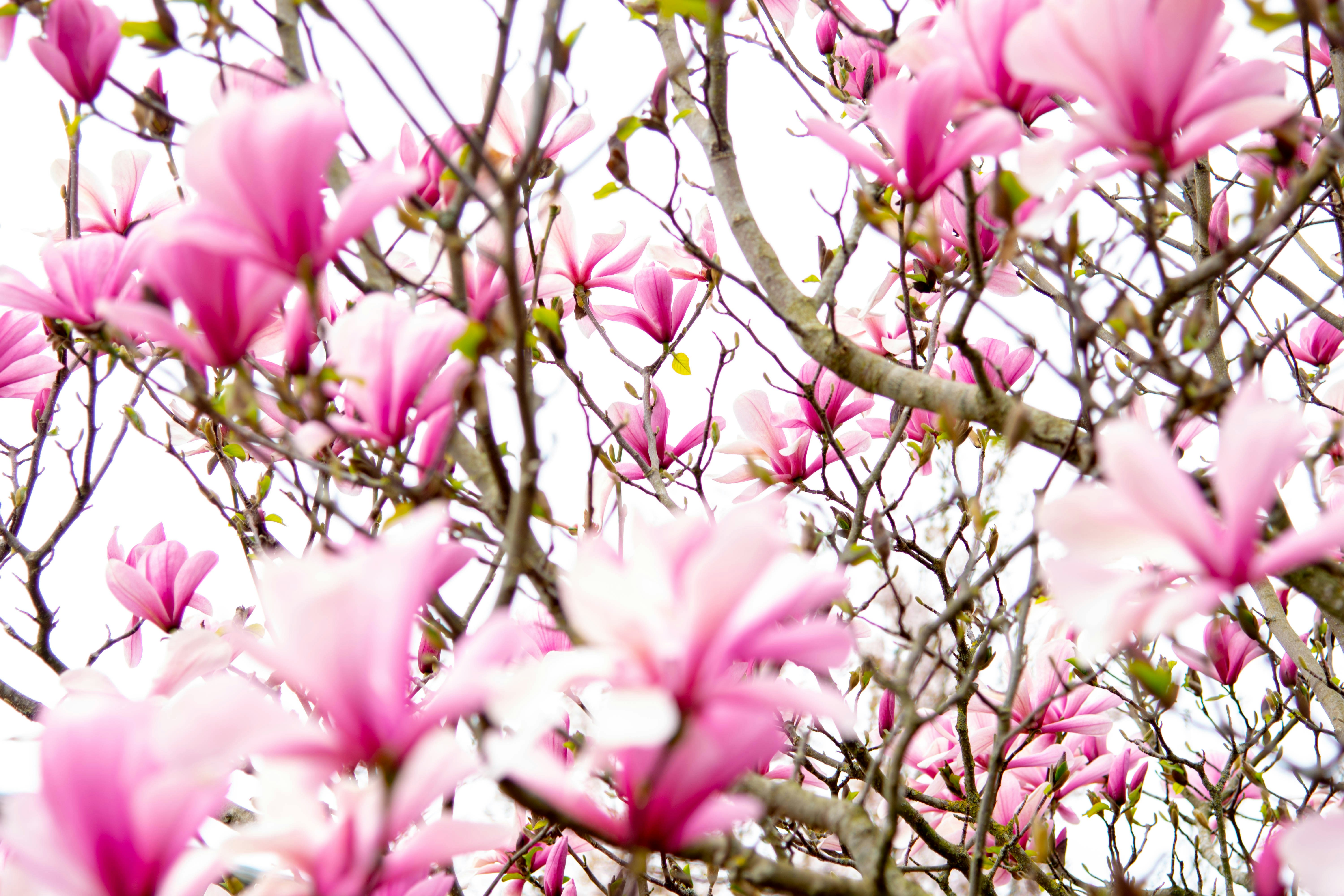 Photo by maplerockdesign