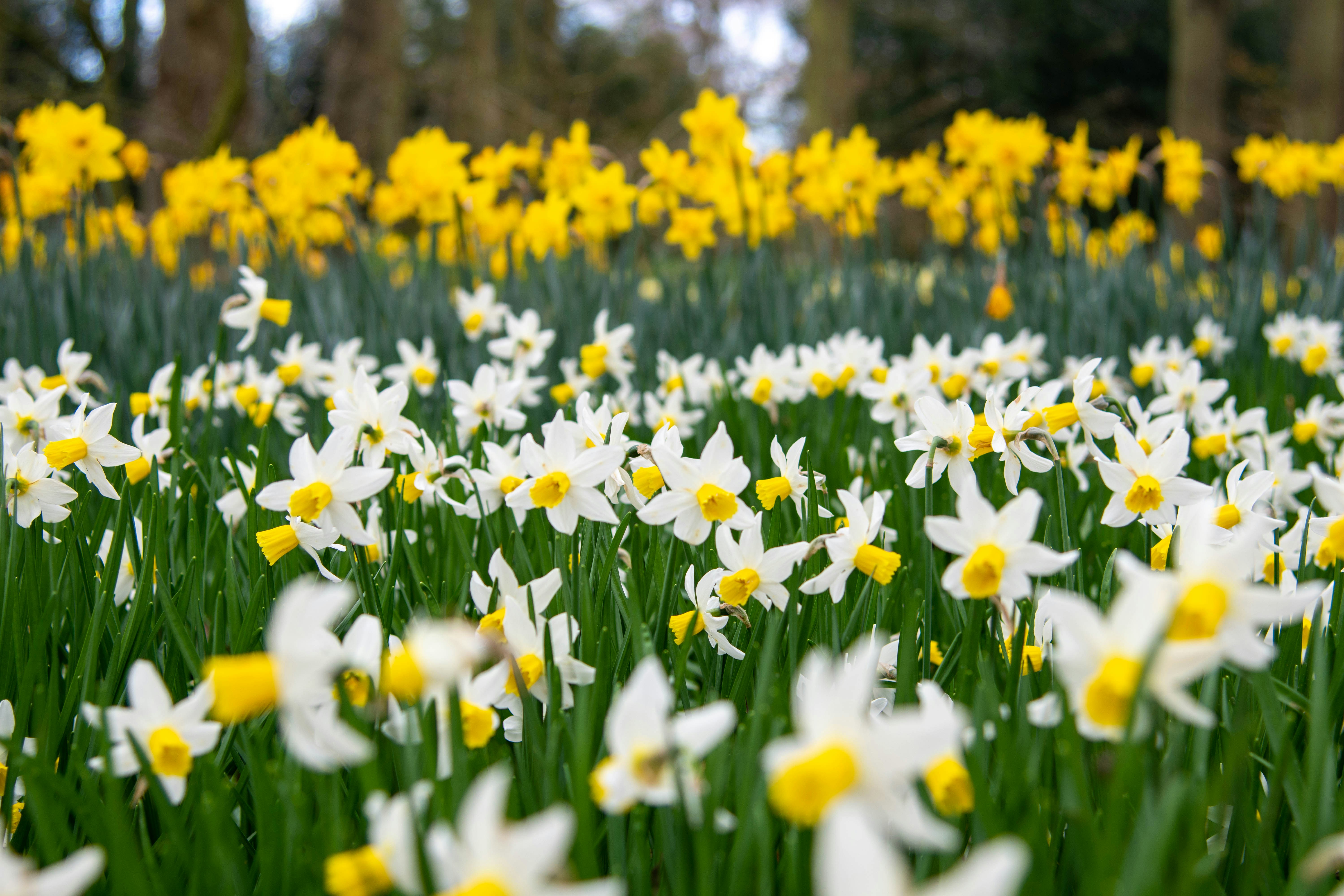 A field full of white and yellow flowers photo – Free Plant Image on ...