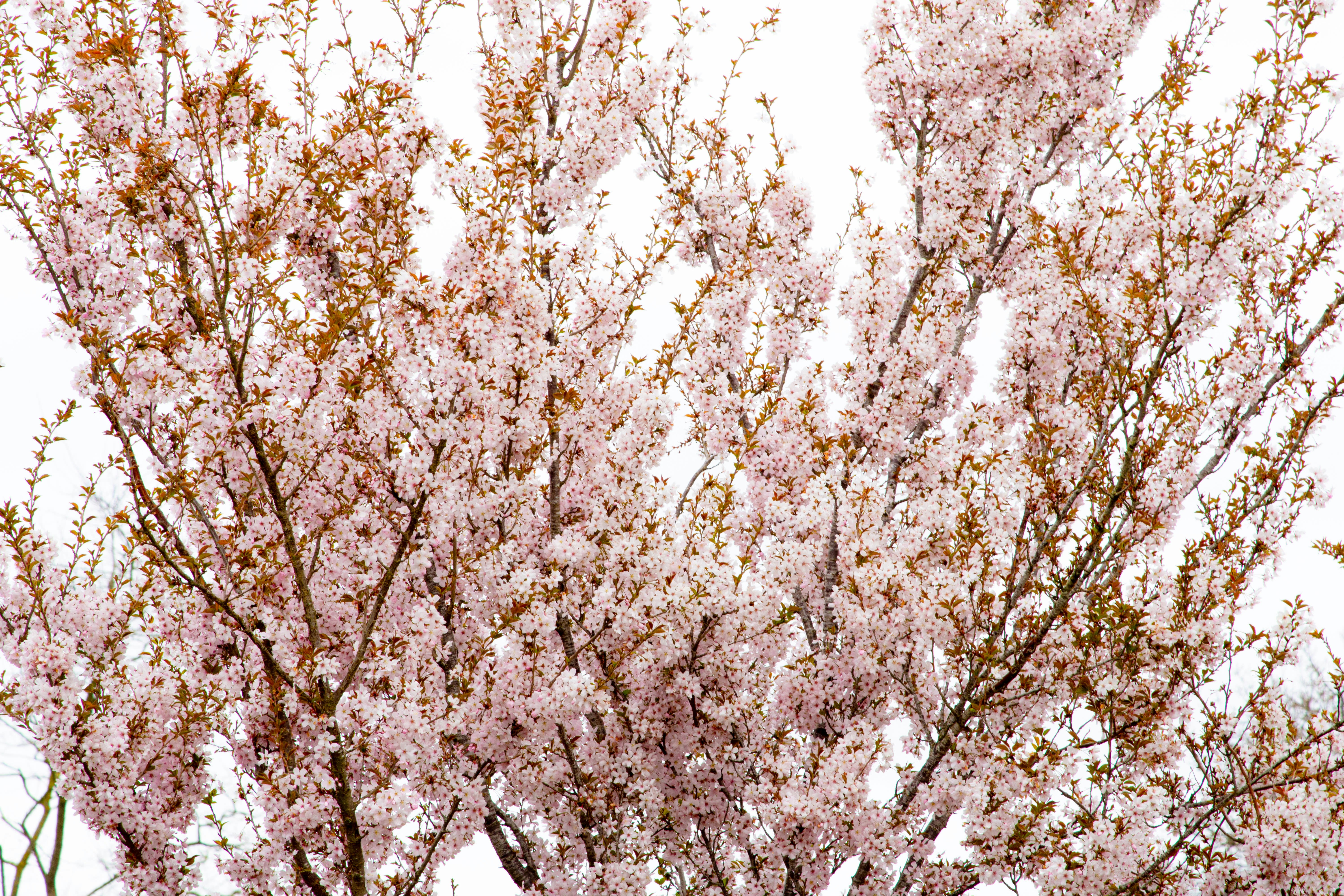 Photo by maplerockdesign