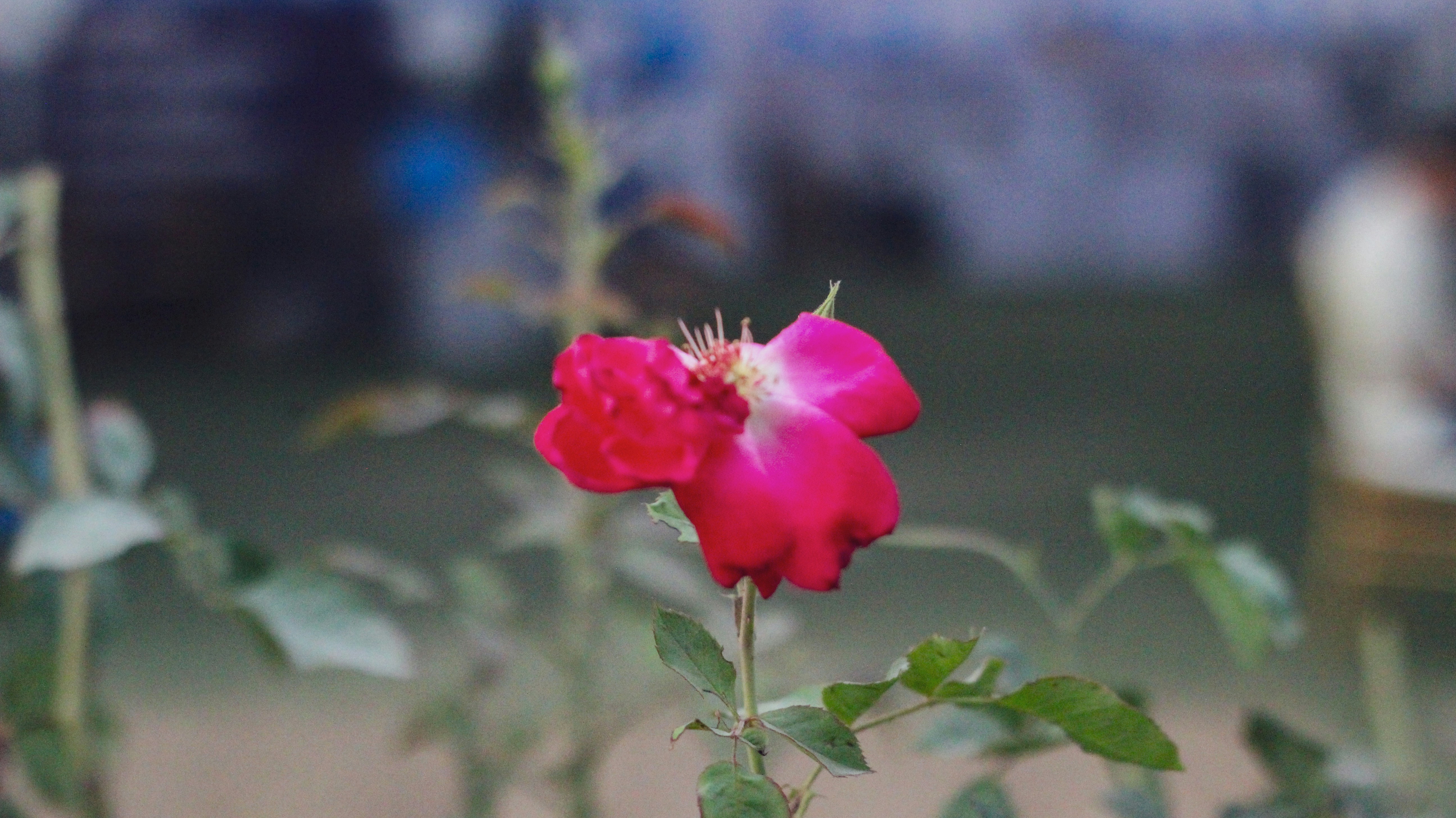 Pengaruh Dosis Pupuk Kandang Kotoran Ayam terhadap Pertumbuhan dan Hasil Cabai Rawit di Tanah Gambut Image