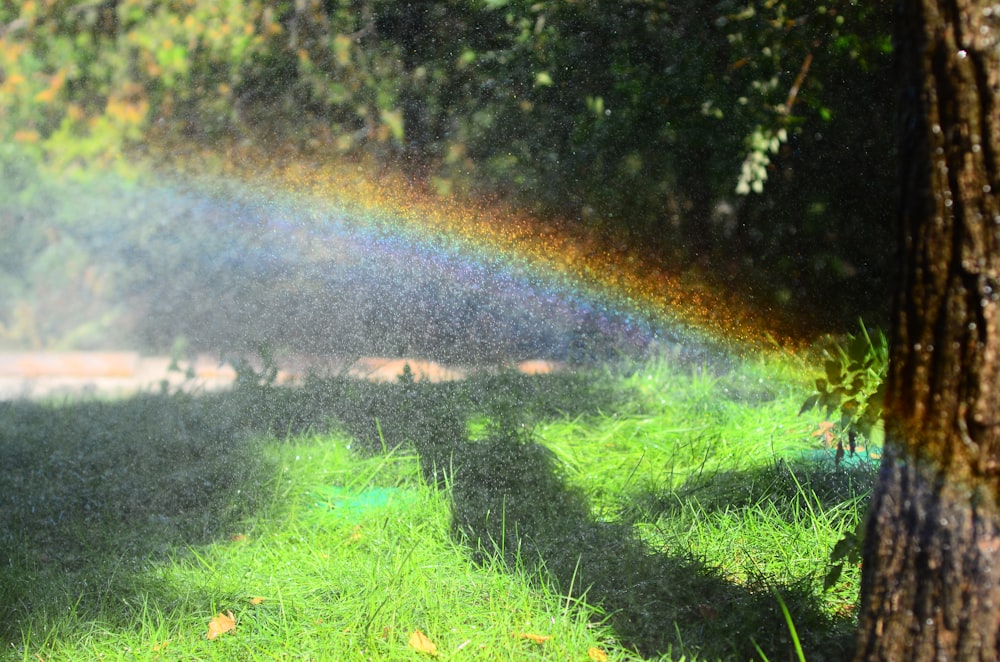 a sprinkle is spraying water on a lawn