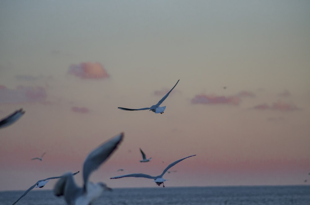a flock of seagulls flying over the ocean at sunset