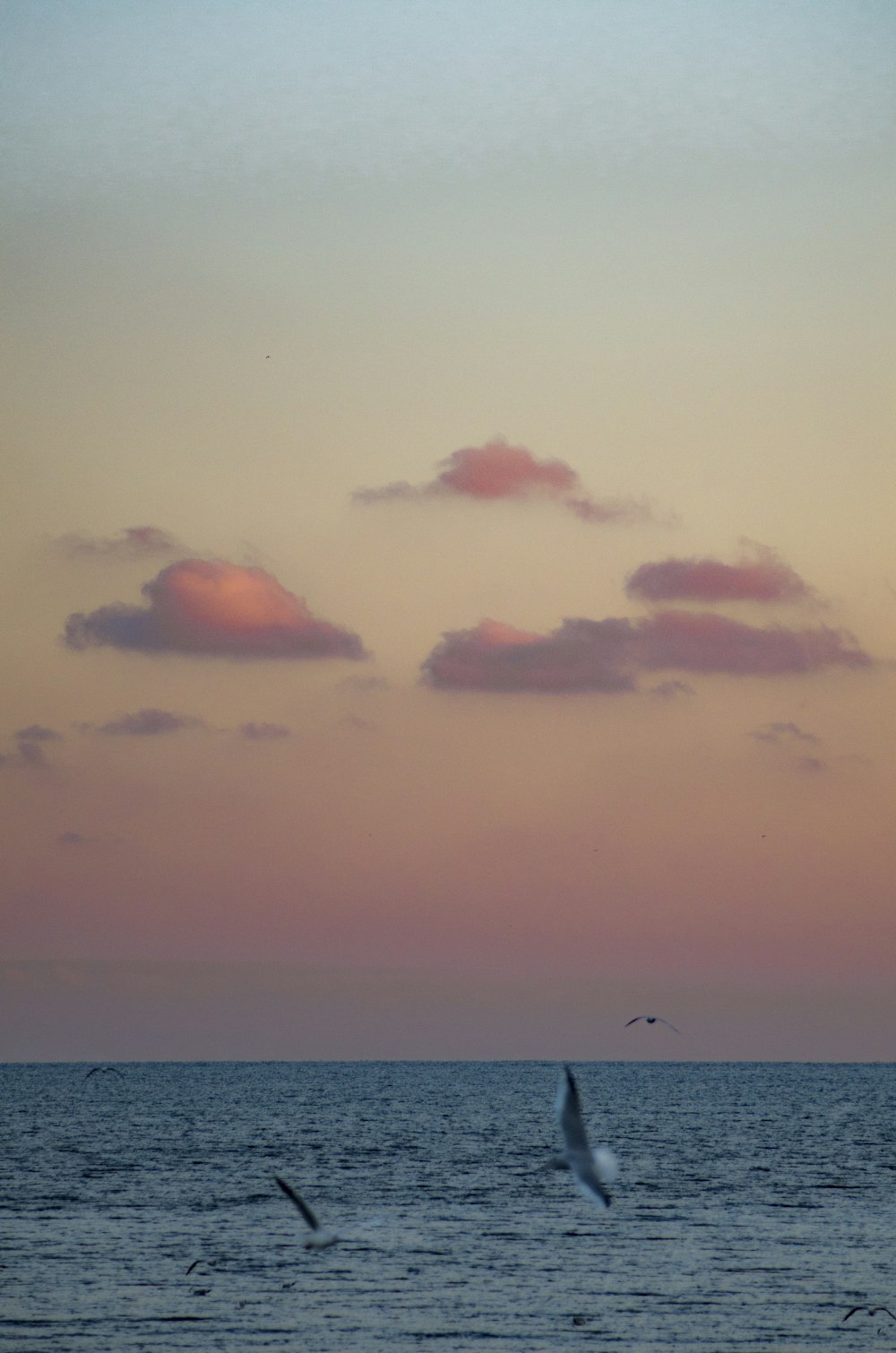 a flock of birds flying over the ocean at sunset