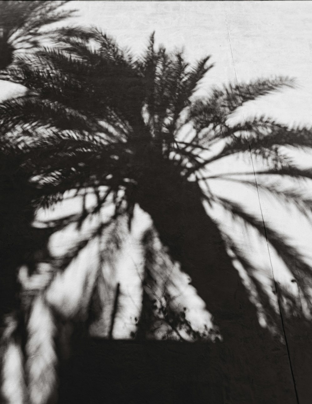 a black and white photo of a palm tree