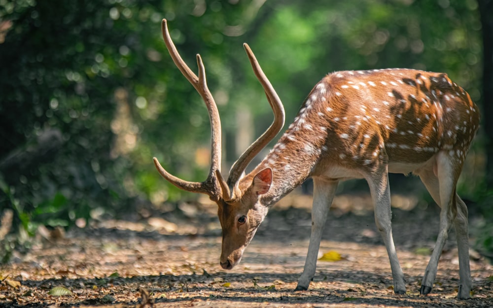 a deer is standing in the middle of a forest