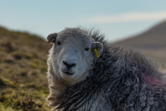 A sheep with thick, curly grey wool stands in a grassy outdoor setting, looking directly at the camera. A yellow ear tag is attached to its left ear, and a distant hill is visible against the blue sky.
