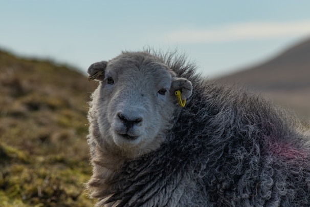 A sheep with thick, curly grey wool stands in a grassy outdoor setting, looking directly at the camera. A yellow ear tag is attached to its left ear, and a distant hill is visible against the blue sky.