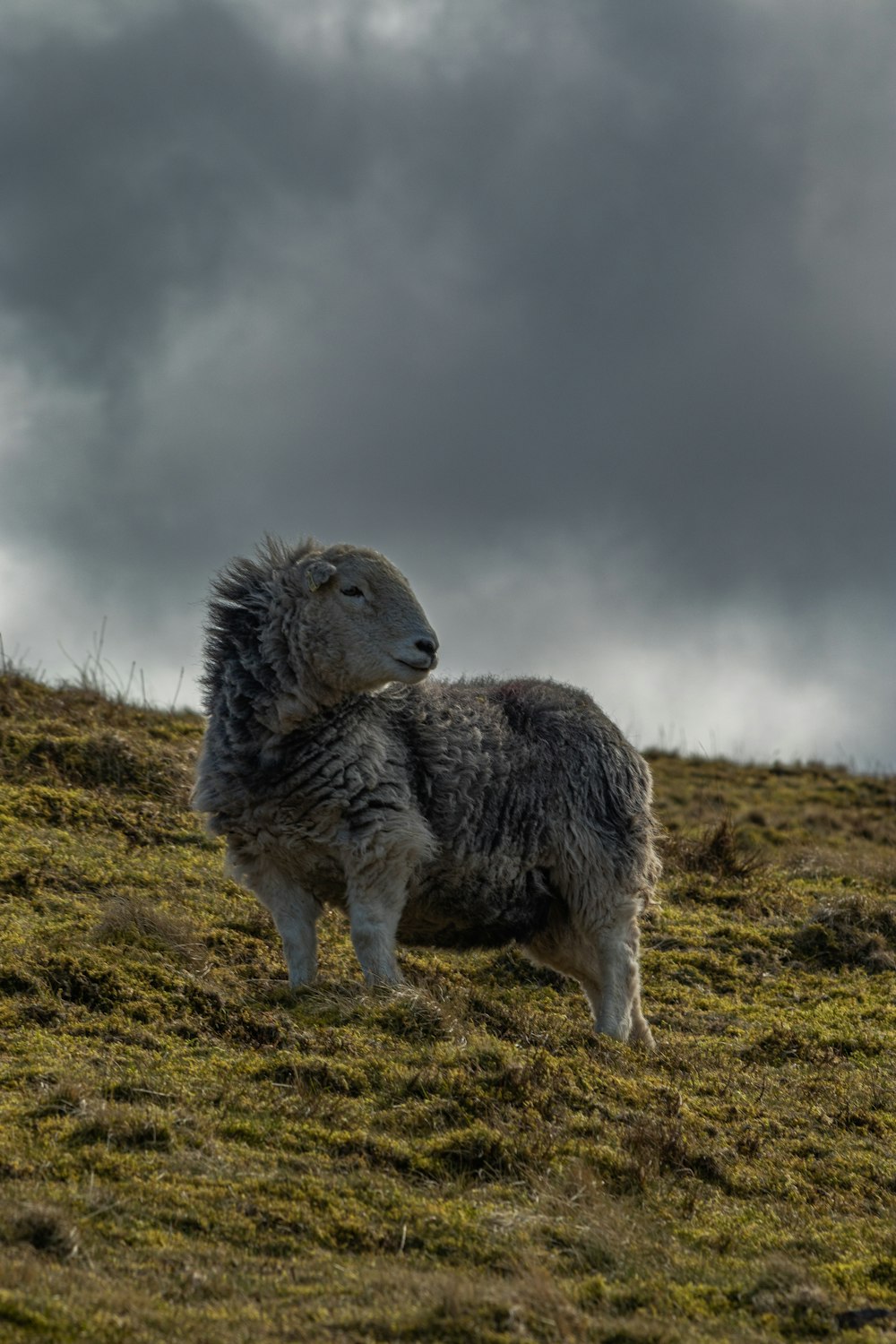 a couple of sheep standing on top of a grass covered hillside