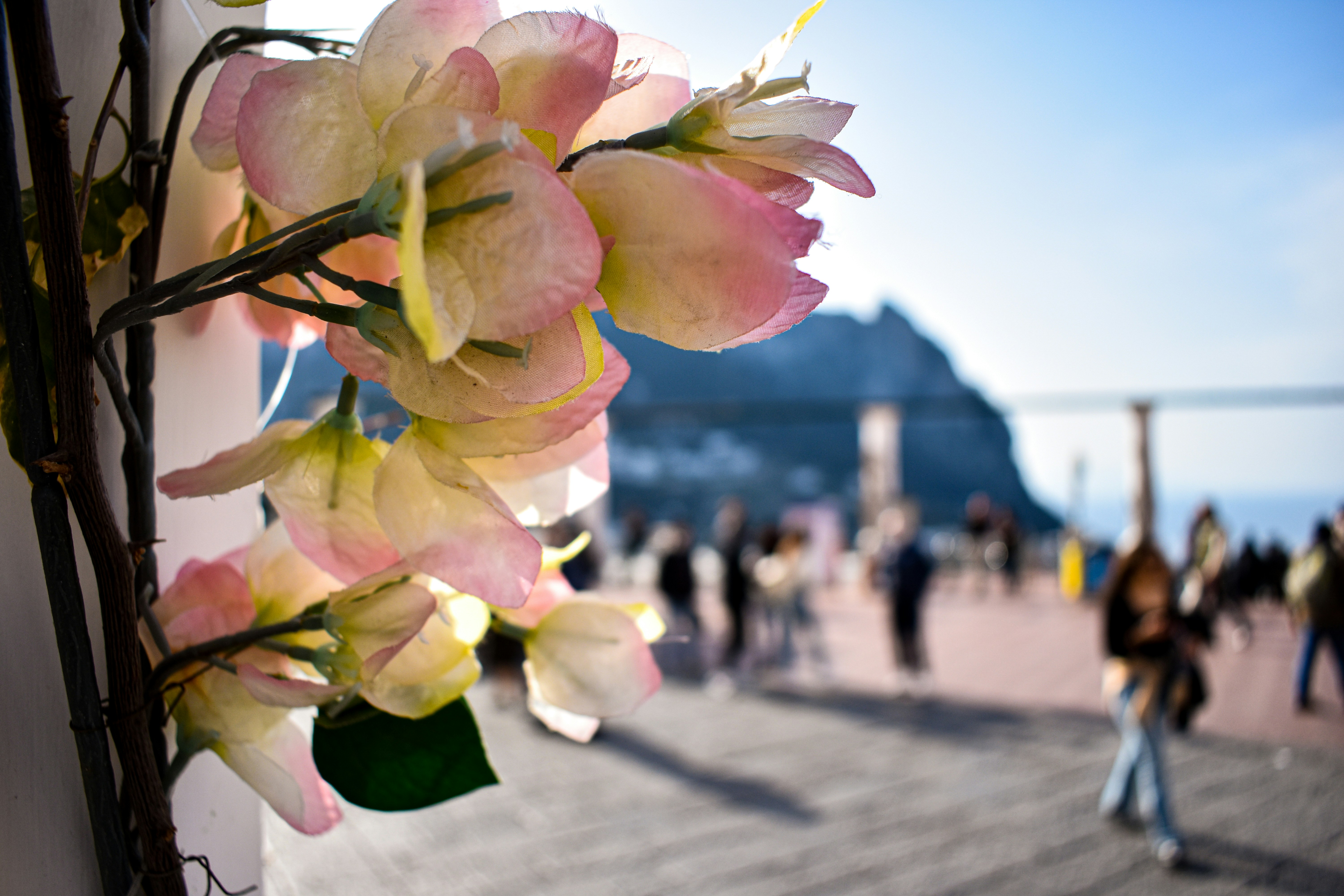 un bouquet de fleurs qui sont sur un mur