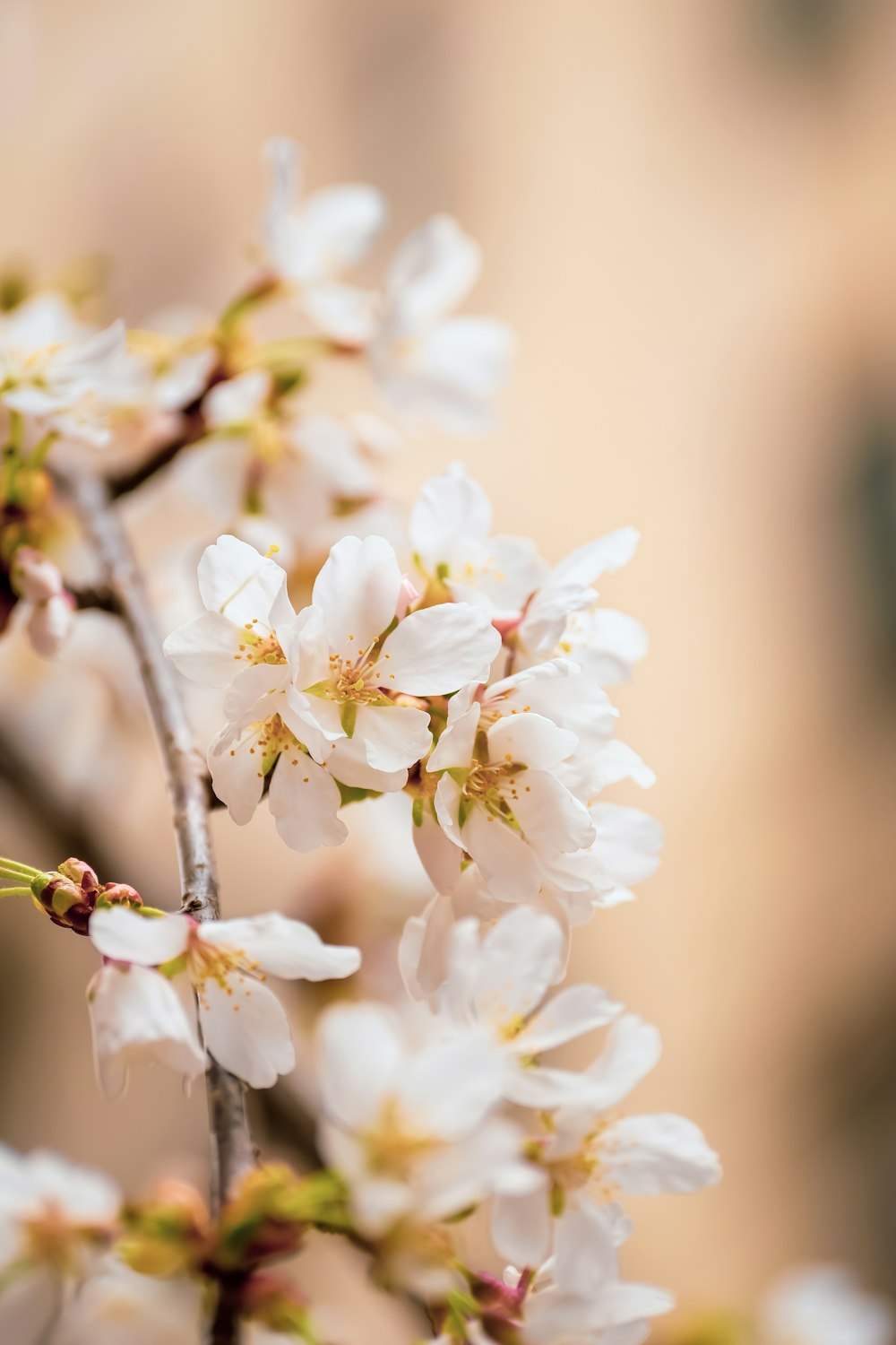 a close up of a branch with white flowers