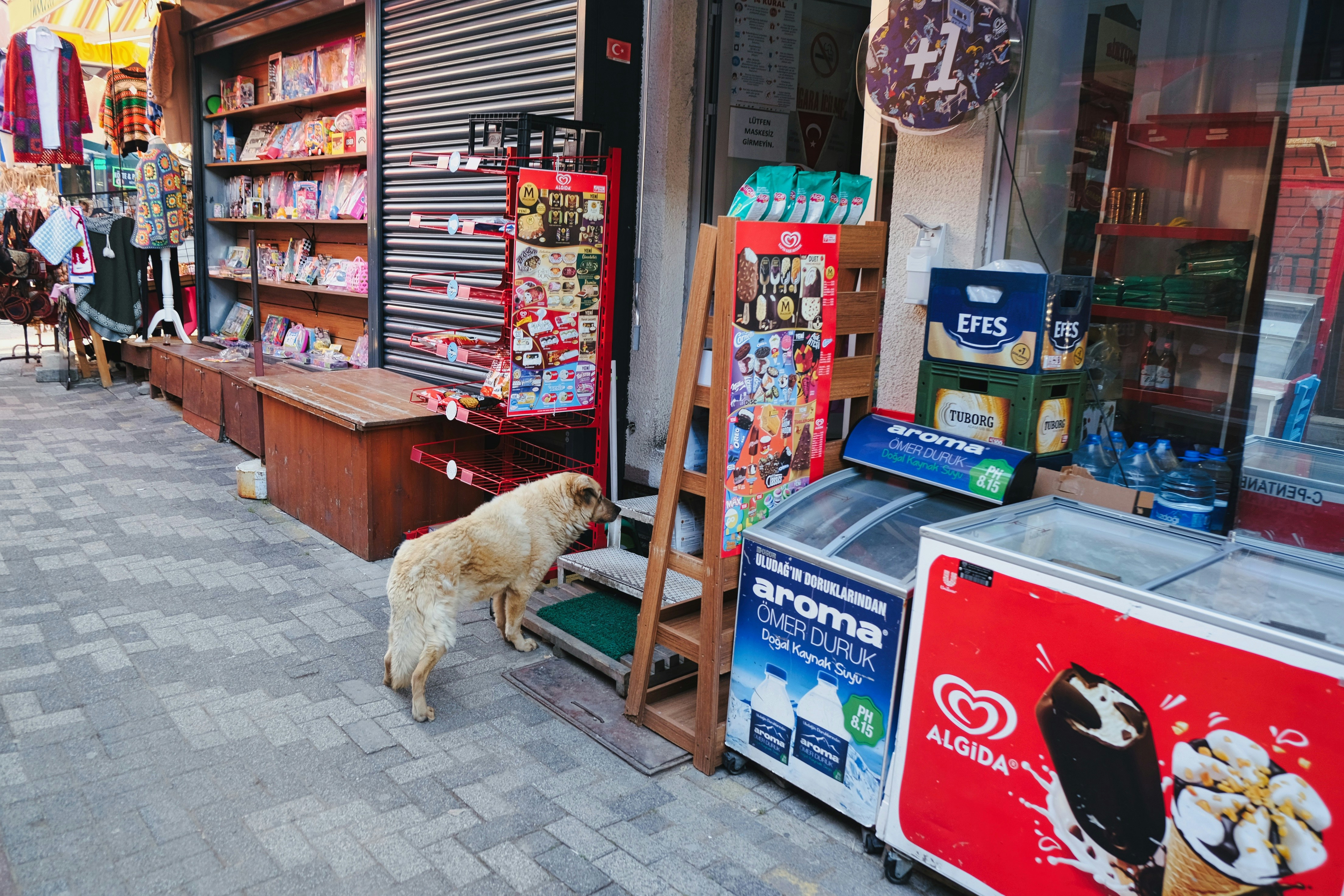 a dog standing in front of a store
