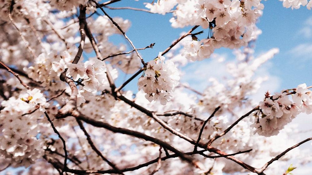 a close up of a tree with white flowers