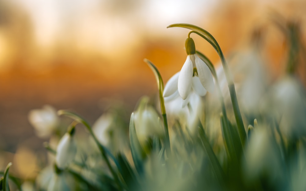 a close up of some white flowers in the grass