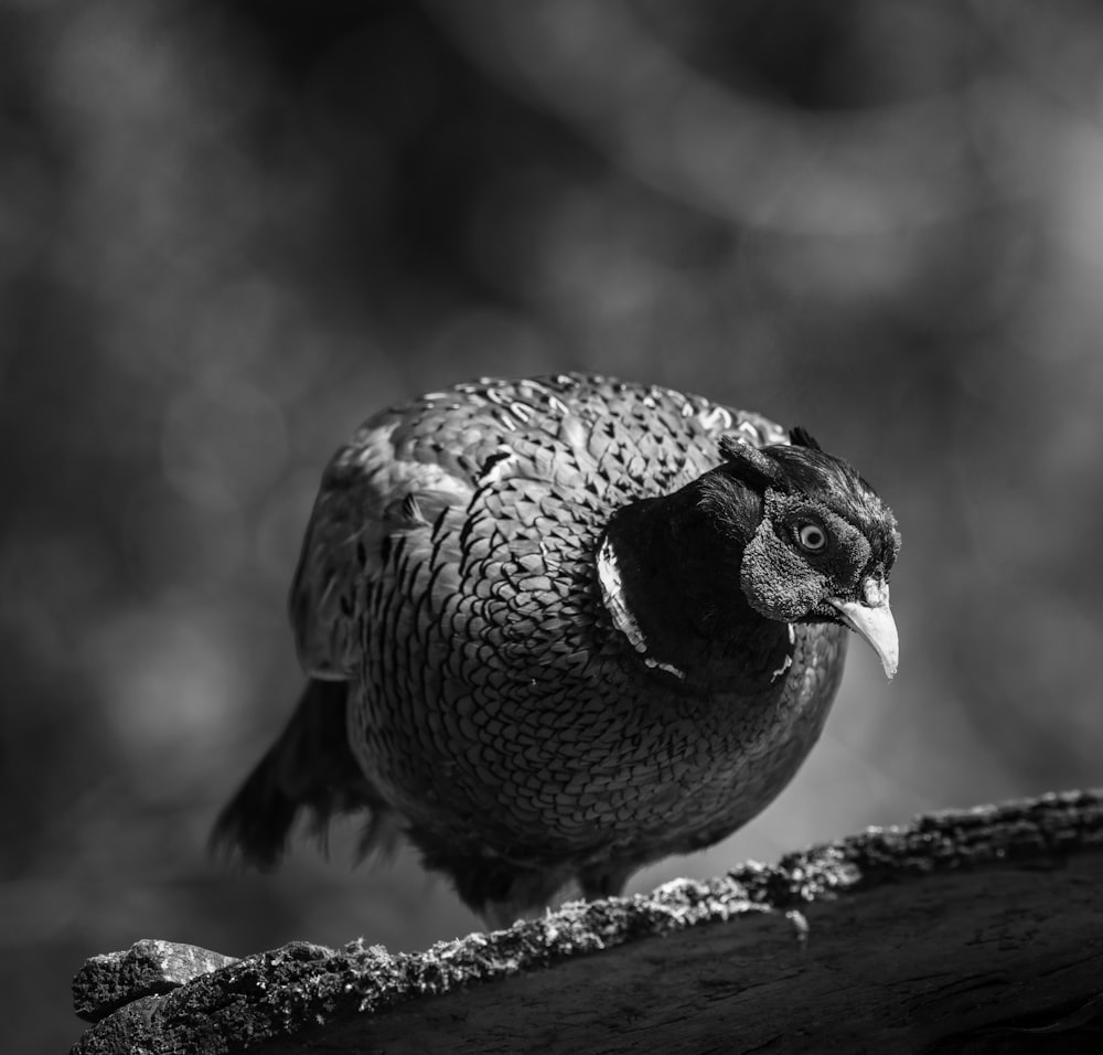 a black and white photo of a bird on a branch