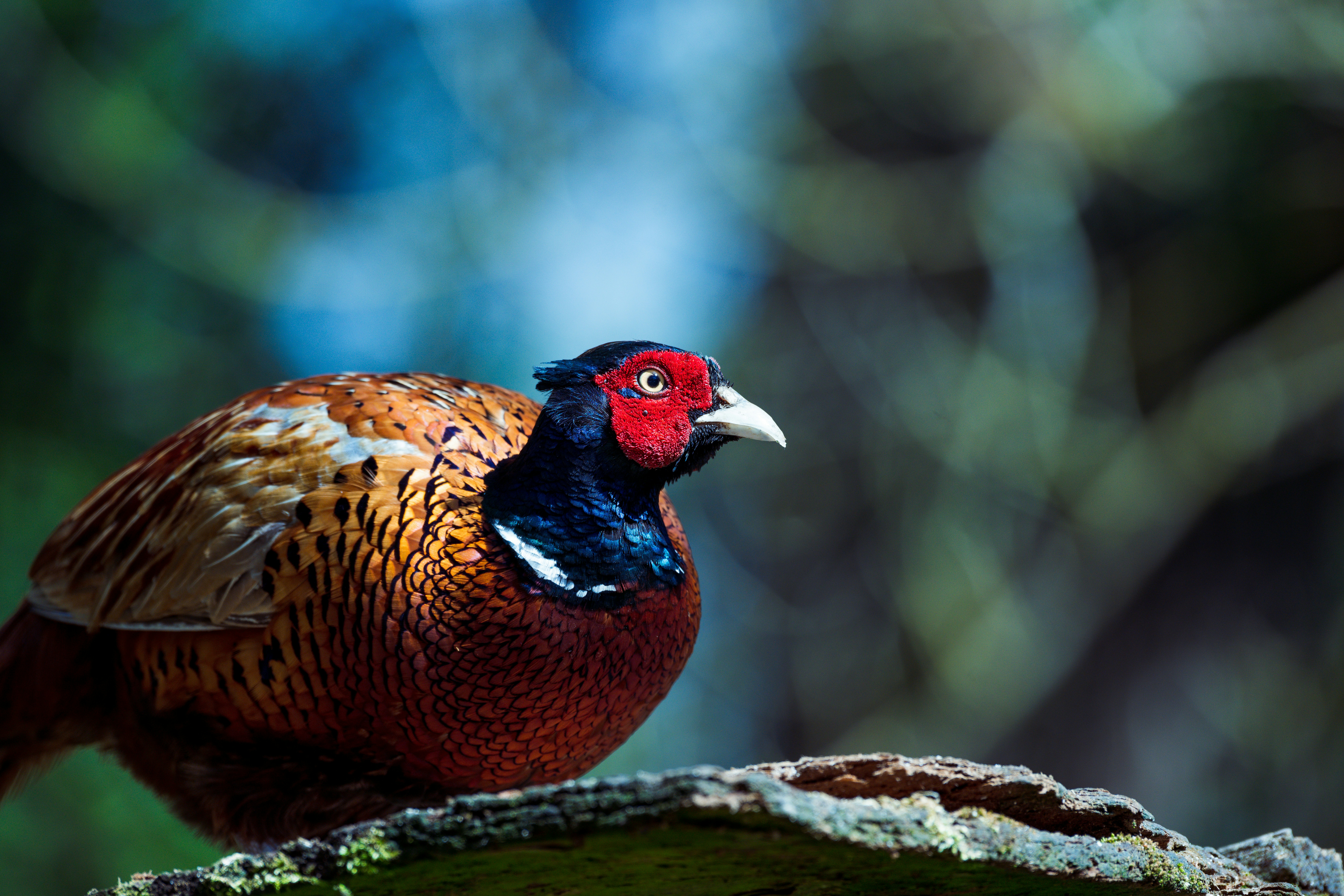 Photo by markmcneillphotography