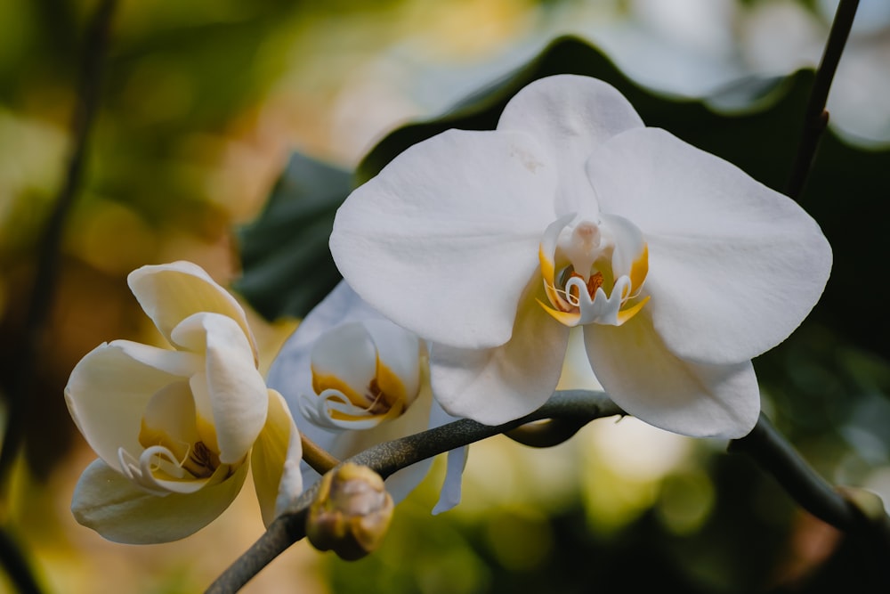 a close up of a white flower on a branch