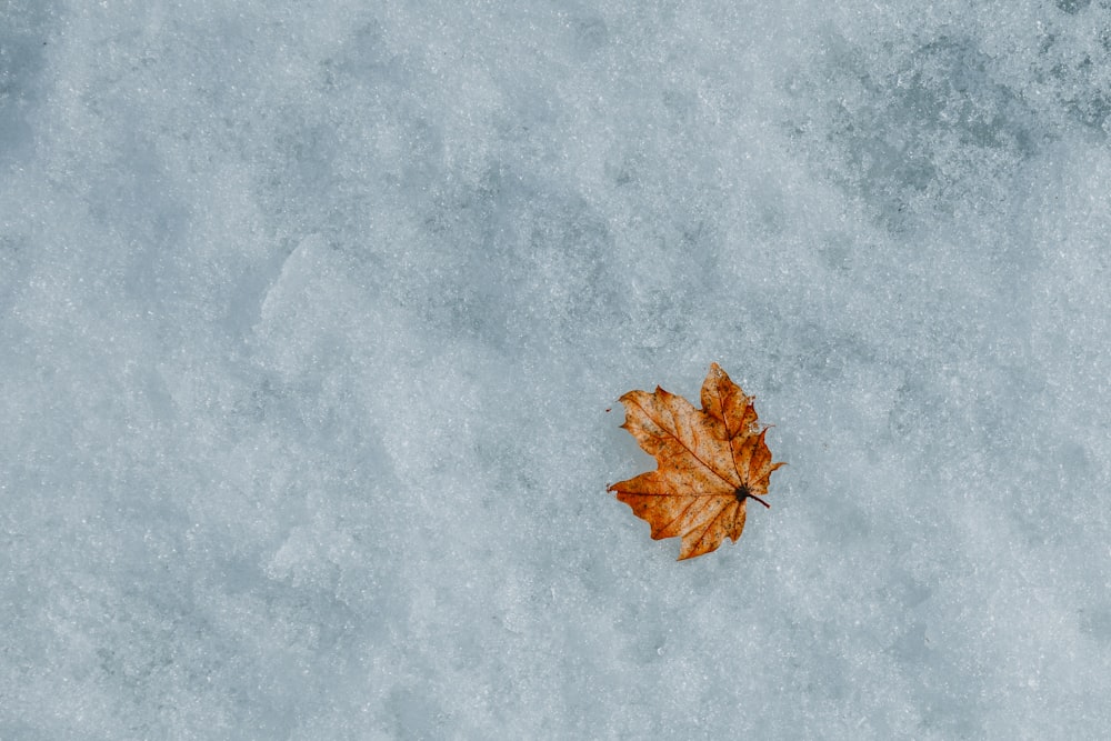 a single leaf is laying on the snow