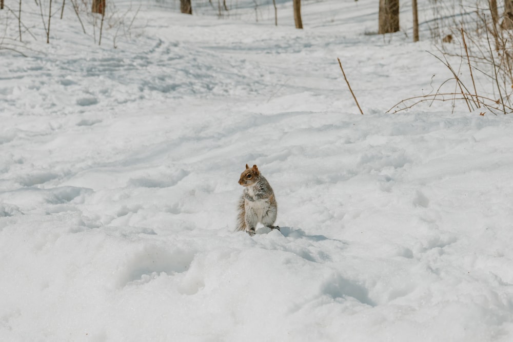 a cat sitting in the snow in the woods