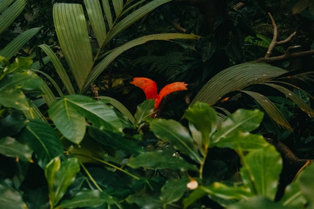Lush green foliage dominates the scene, with a vibrant orange-red bird nestled among the leaves. The setting appears to be a rainforest or dense jungle, characterized by large, broad leaves and dappled light filtering through the canopy.