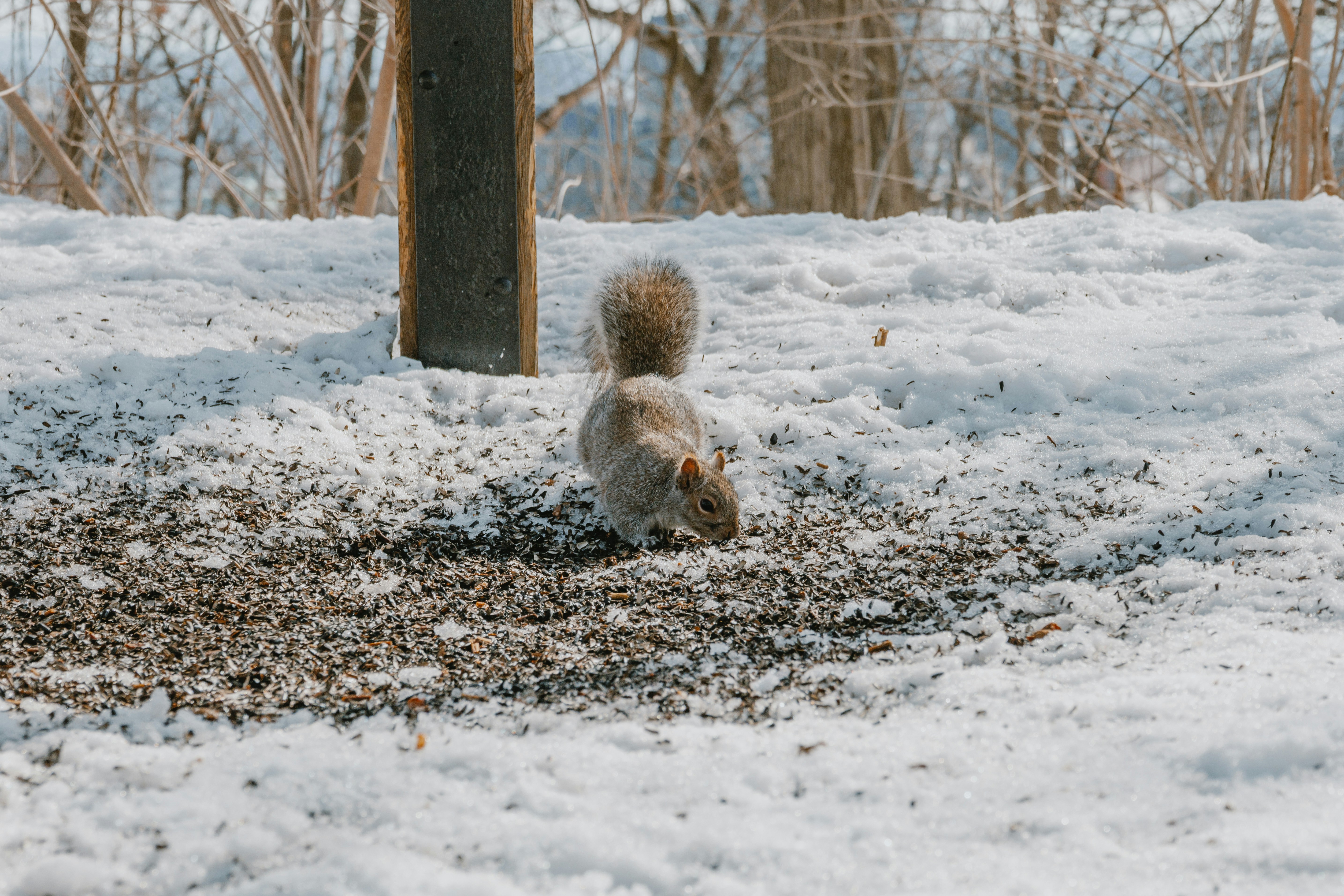 a squirrel is standing in the snow near a pole, Squirrel feeding on bird seed. Mount Royal Park. Montreal, Quebec, Canada.