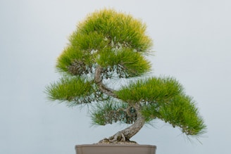 An elegant modern bonsai featuring sharp lines and a sleek white pot against a soft green background.