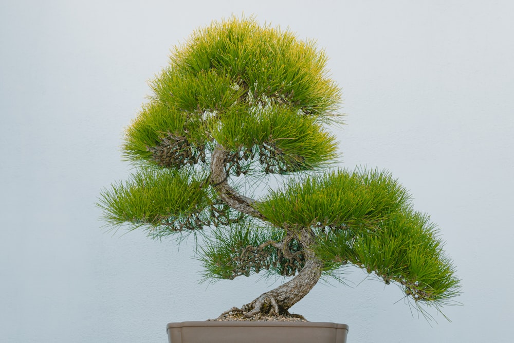 a bonsai tree in a pot on a table