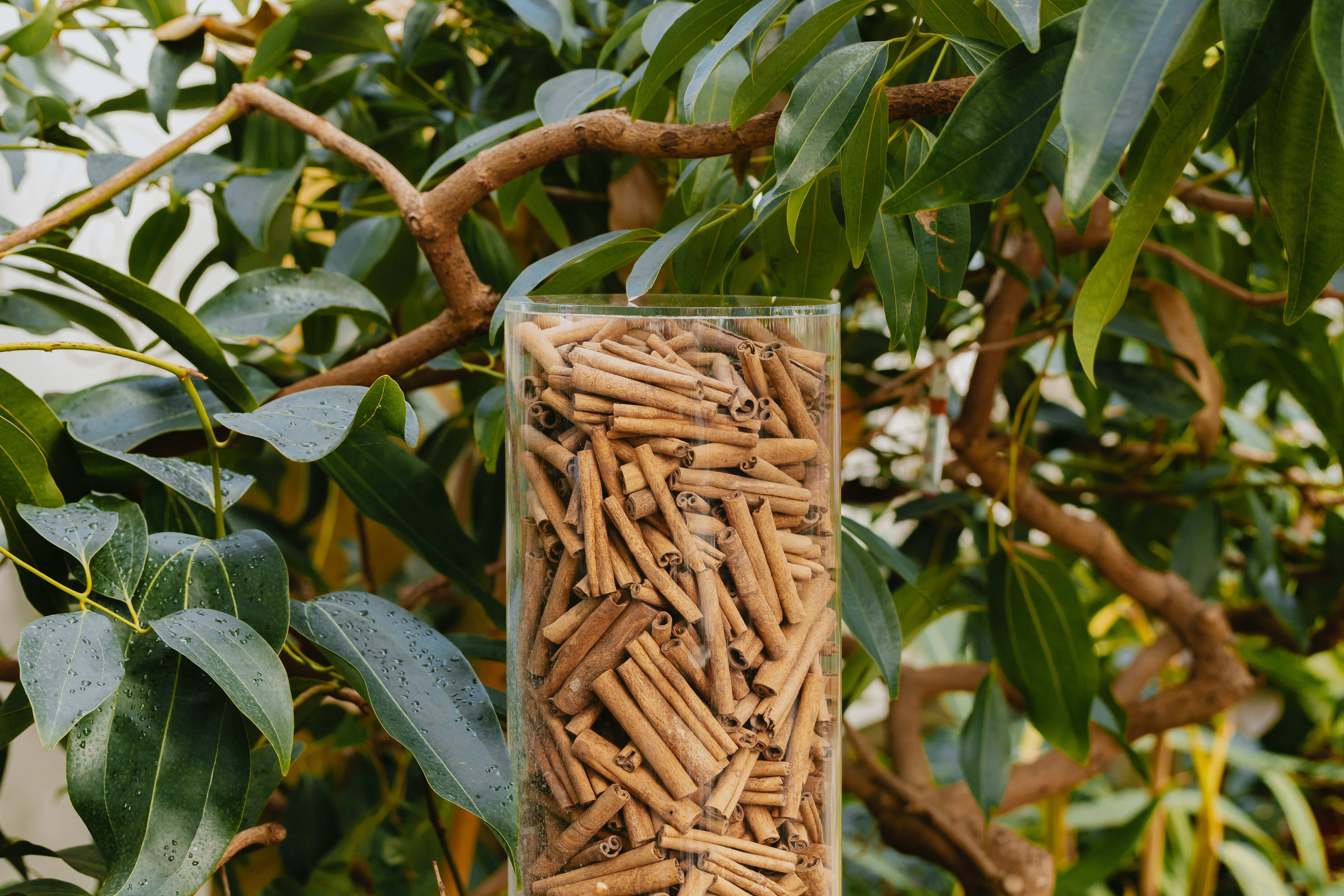 Premium biomass pellets for renewable energy
