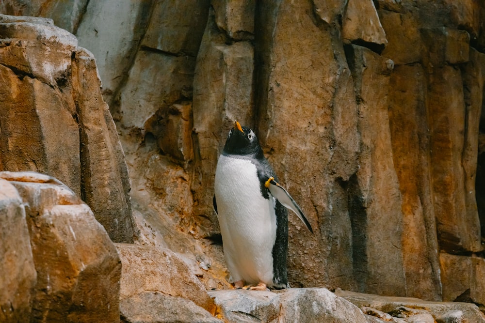 a penguin standing on a rock in front of some rocks