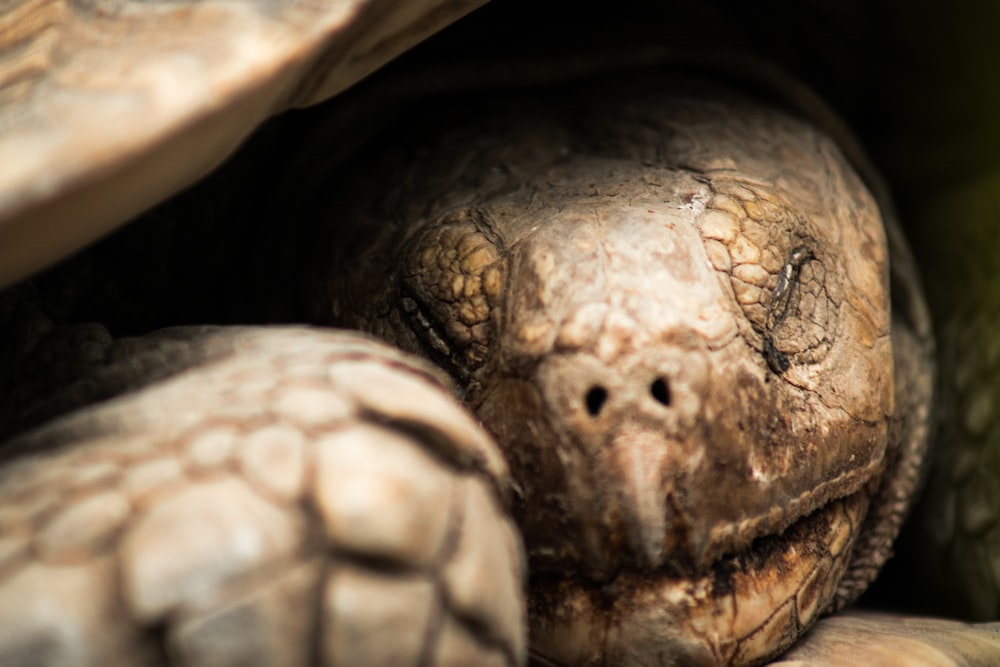 a close up of a tortoise shell on the ground