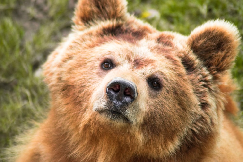 a close up of a brown bear's face