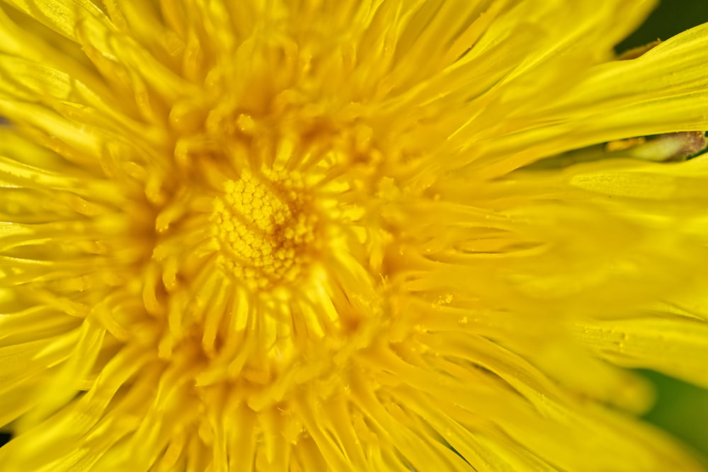 a close up view of a yellow flower