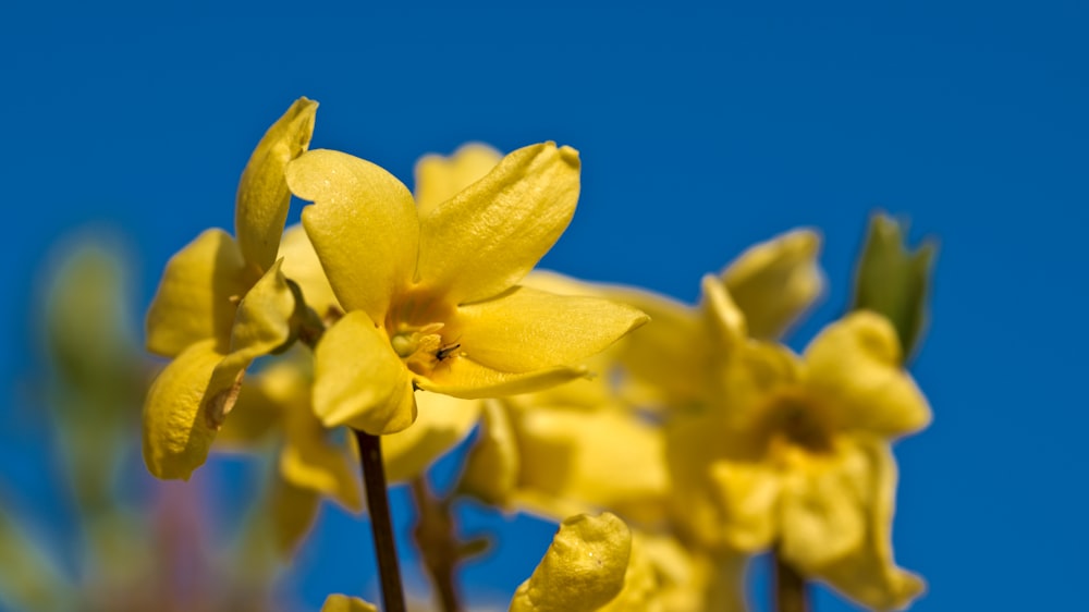 a bunch of yellow flowers with a blue sky in the background